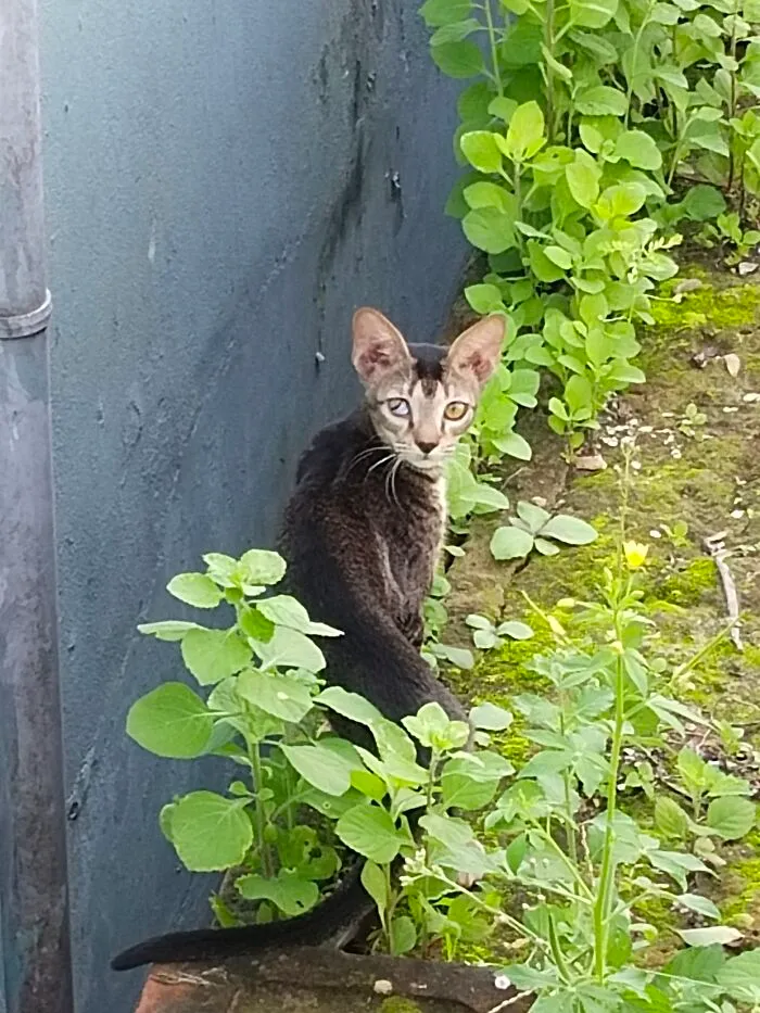 A Stray Cat