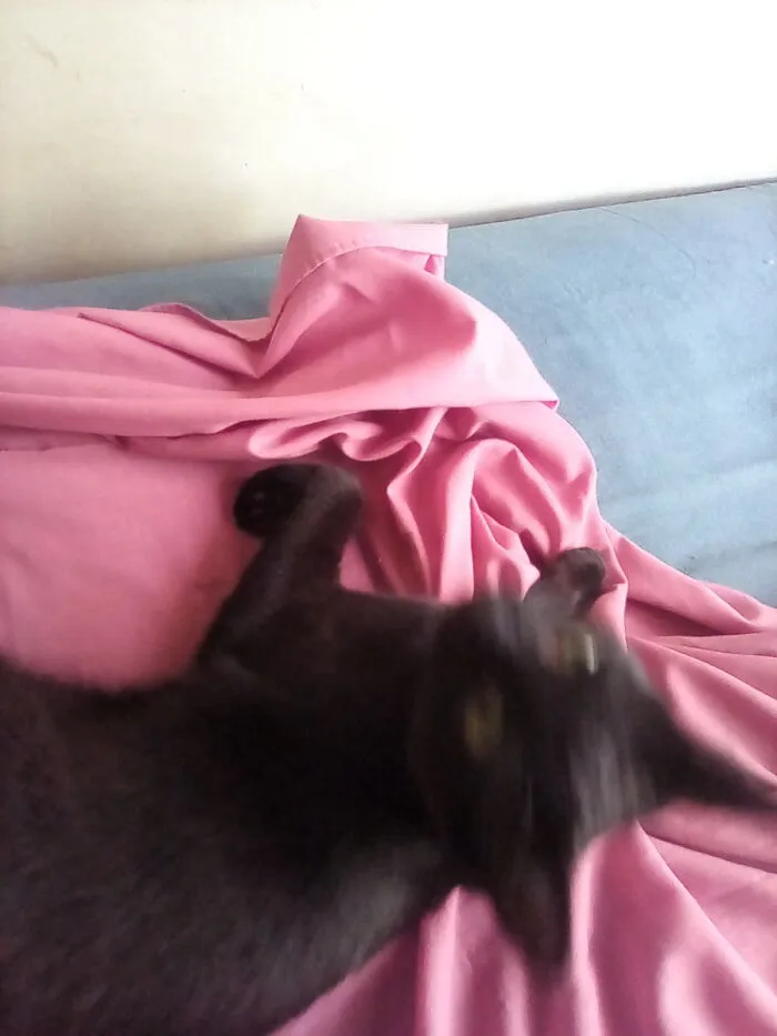 Charlie Was "Helping" Me Make My Bed