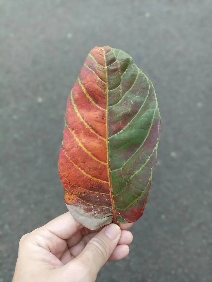 Small Things From Nature