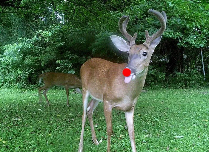 Rudy Sticking His Tongue Out At Me At My Trail Cam