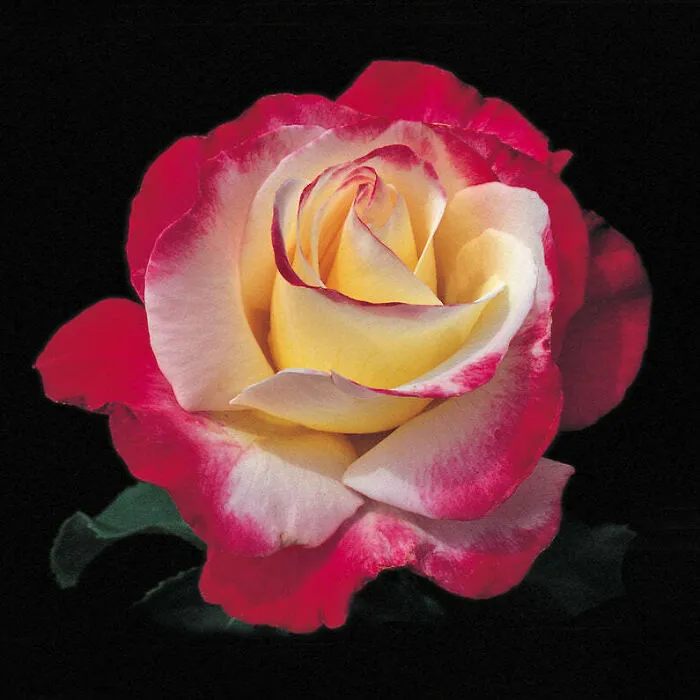 That Perfect Rose Just Starting To Open Up