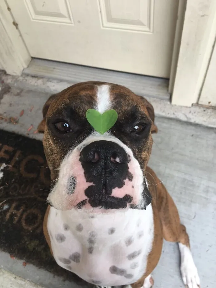 This Is The Bestest Boi To Ever Live ( Like Every Other Dog Out There)
