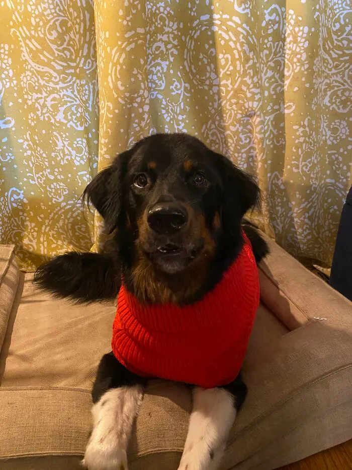 This Is Dolly Parton