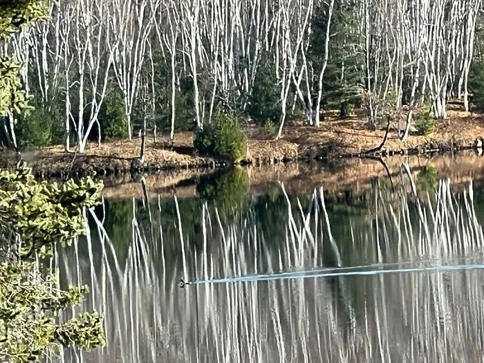 The Last Loon Of The Year