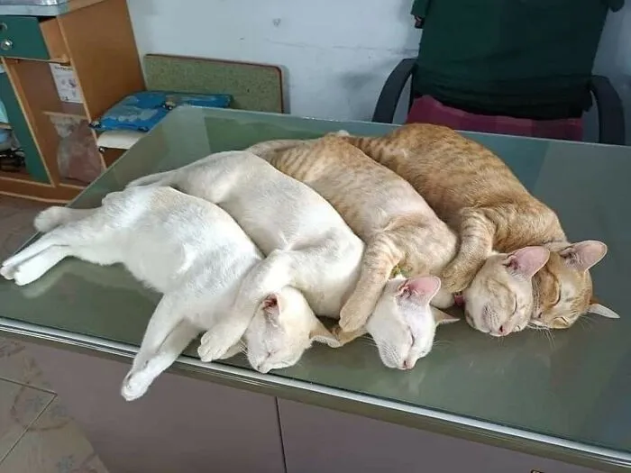 50 “Important Animal Images” That Deserve Your Attention, Shared On This Facebook Page (New Pics)