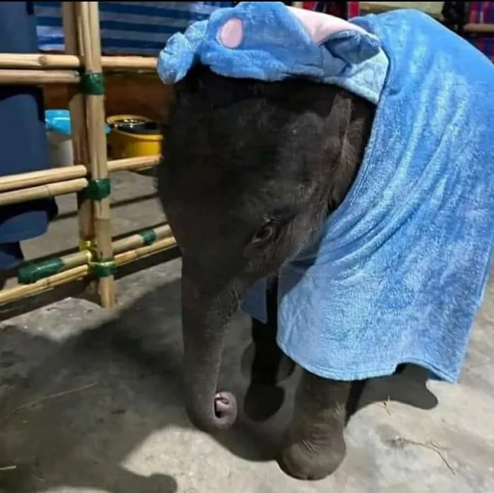 50 “Important Animal Images” That Deserve Your Attention, Shared On This Facebook Page (New Pics)