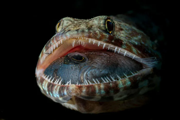 Wildlife Photographer Of The Year, 1st Place Winner Jack Pokoj