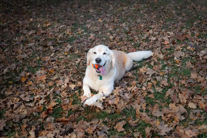 Nash