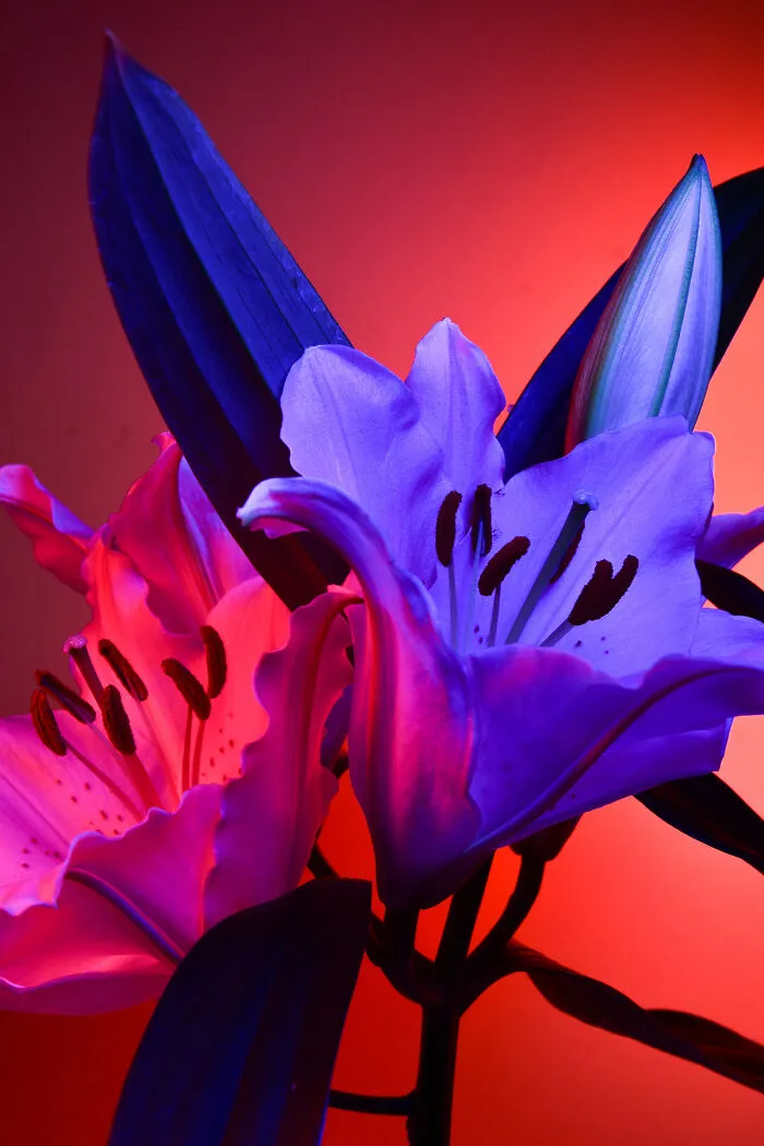 Deflowered