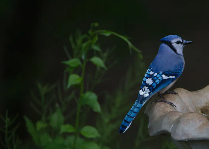 Blue Jay