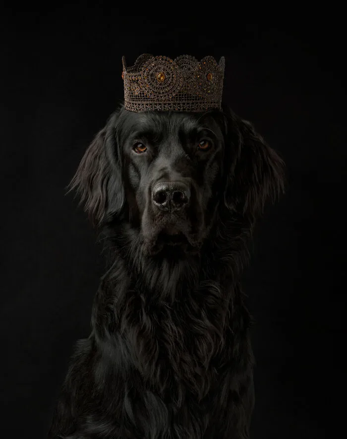 1st Place In Nature/Animals/Pets: "The Prince Of Darkness" By Danica Barreau
