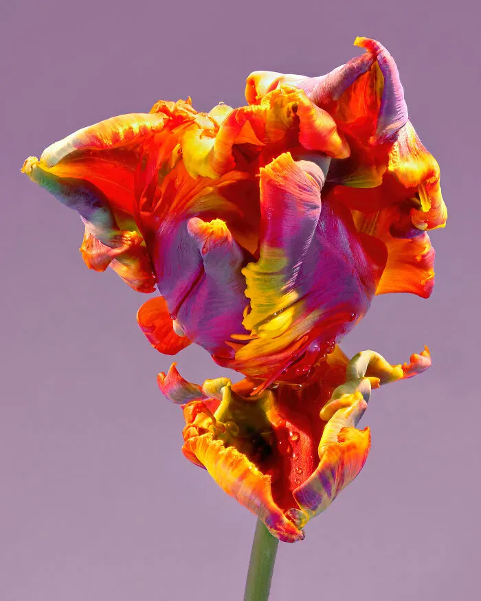 1st Place In Nature/Flowers: "Flower Portrait Series" By Tim Platt