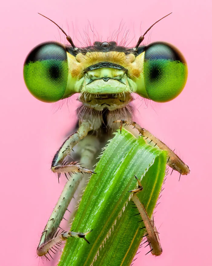 1st Place In Nature/Macro: "Pretty With Pink" By Benjamin Salb