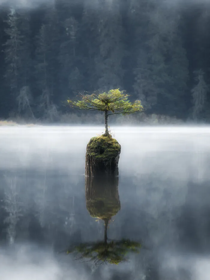 2nd Place In Nature/Trees: "Trees In Water" By Jinyi Han