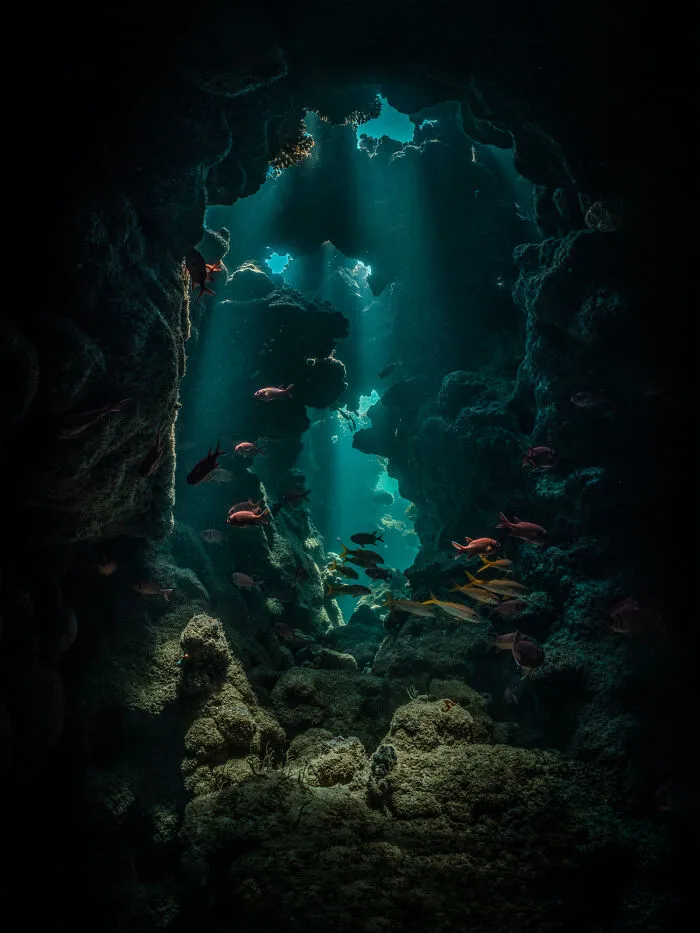 1st Place In Nature/Underwater: "The Hidden World" By Alexej Sachov