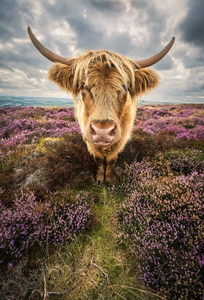 2nd Place In Nature/Animals/Pets: "Heather Coo" By Wesley Kristopher