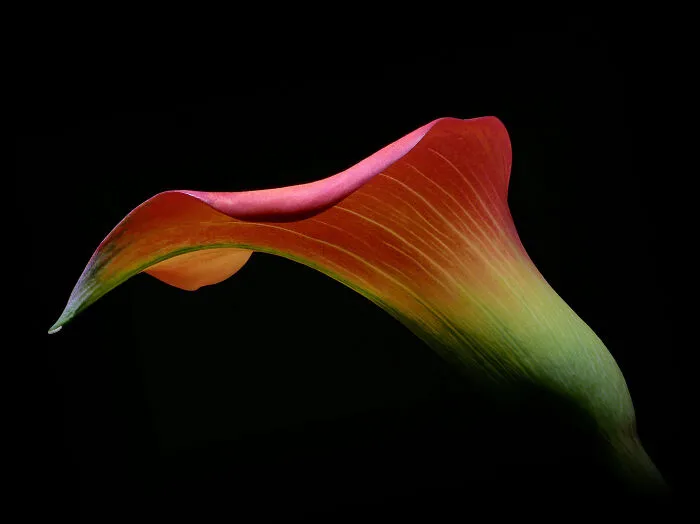 2nd Place In Nature/Flowers: "Flowers Of Another World" By Herbert Pregel