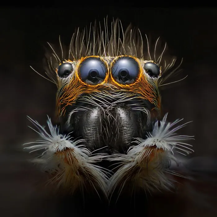 2nd Place In Nature/Macro: "Menemerus Bivittatus" By Eduardo Modolo