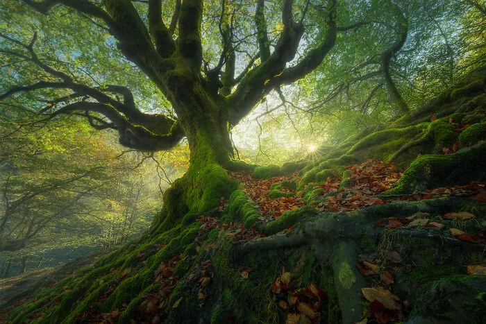 1st Place In Nature/Trees: "Tree Of Life" By Rafael Garcia Luna