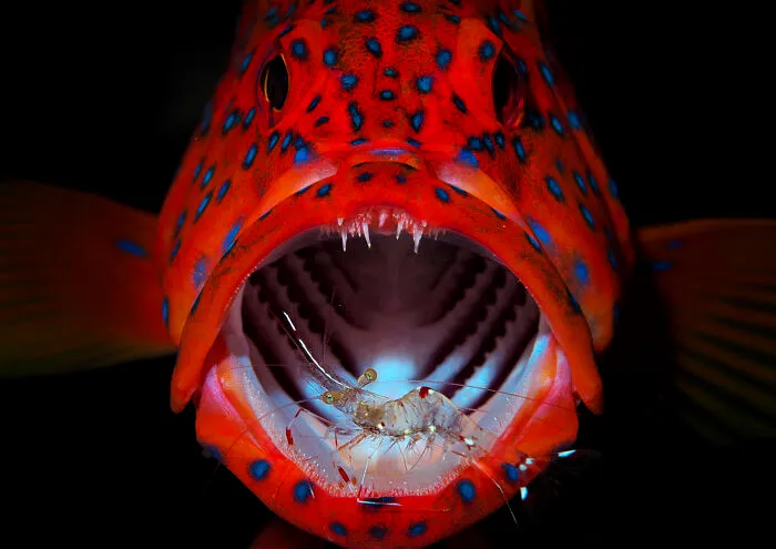 1st Place In Nature/Underwater: "The Dentist" By Takayuki Toriumi