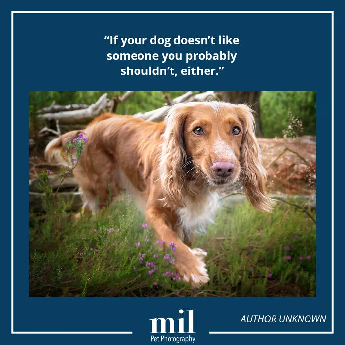 "If Your Dog Doesn't Like Someone You Probably Shouldn't Either"