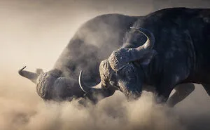 Mark Dumbleton - Marauding Buffalo | Winner: Second Overall (South African Photographer Of The Year 2022)