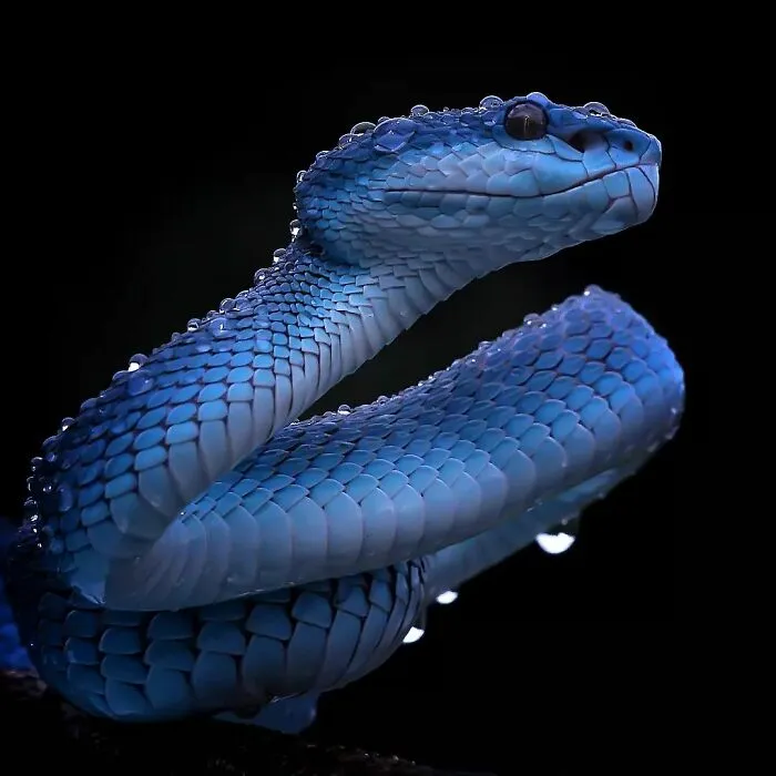 Este fotógrafo toma hermosas imágenes en primer plano de animales de sangre fría ocupándose de sus asuntos (30 fotos)