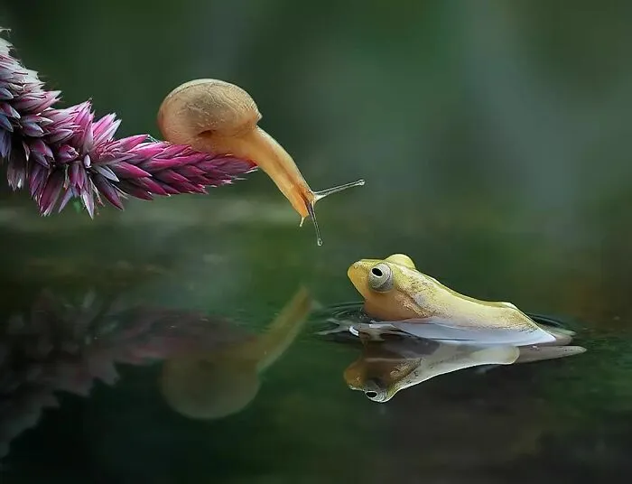 Este fotógrafo toma hermosas imágenes en primer plano de animales de sangre fría ocupándose de sus asuntos (30 fotos)