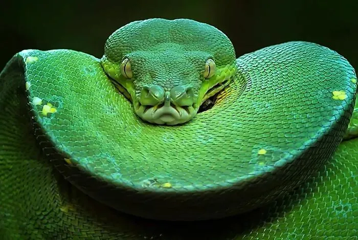 Este fotógrafo toma hermosas imágenes en primer plano de animales de sangre fría ocupándose de sus asuntos (30 fotos)