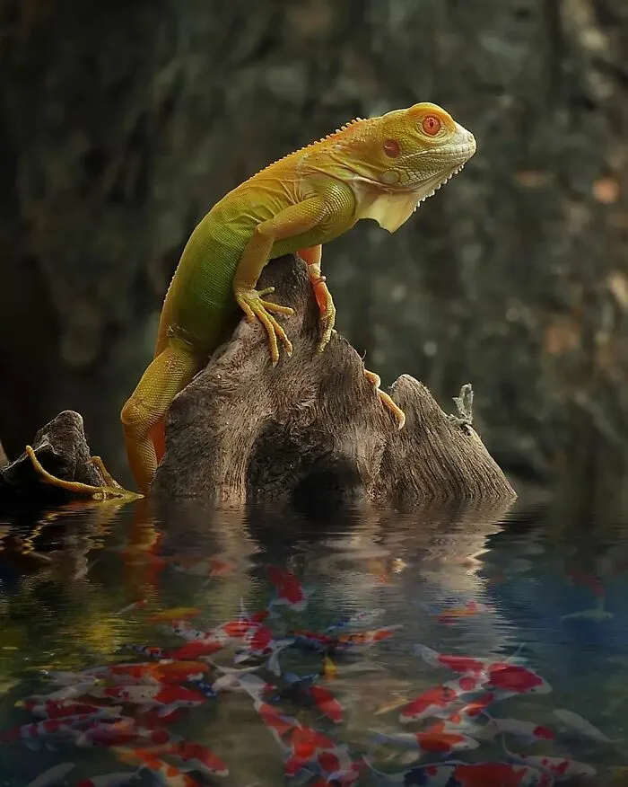 Este fotógrafo toma hermosas imágenes en primer plano de animales de sangre fría ocupándose de sus asuntos (30 fotos)