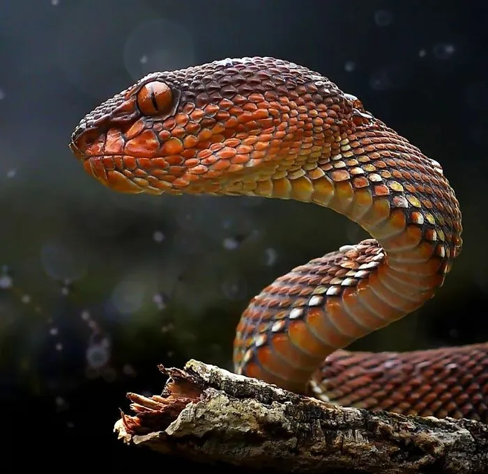 This Photographer Takes Beautiful Close-Up Images Of Cold-Blooded Animals Minding Their Business (30 New Pics)