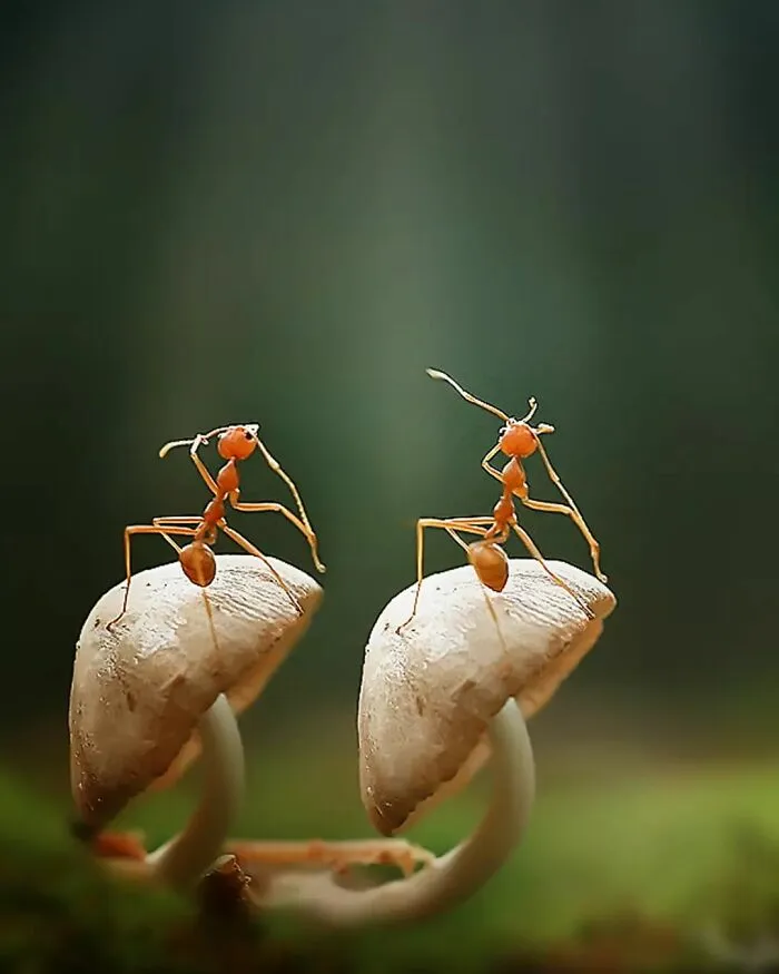 Este fotógrafo toma hermosas imágenes en primer plano de animales de sangre fría ocupándose de sus asuntos (30 fotos)