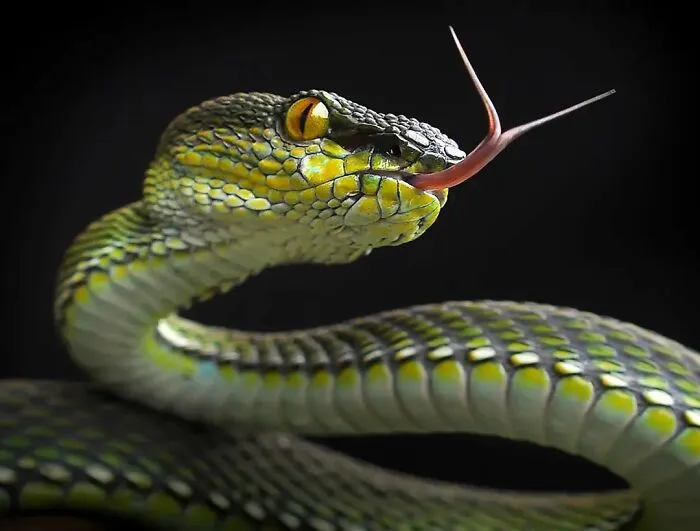 Este fotógrafo toma hermosas imágenes en primer plano de animales de sangre fría ocupándose de sus asuntos (30 fotos)