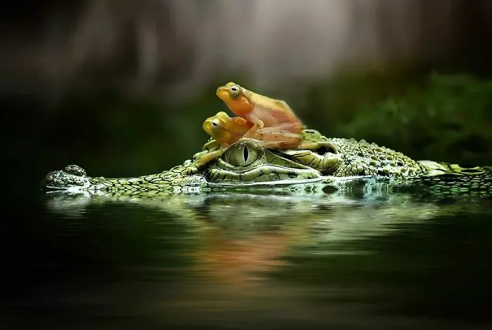 Este fotógrafo toma hermosas imágenes en primer plano de animales de sangre fría ocupándose de sus asuntos (30 fotos)