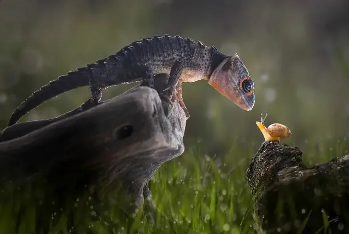 Este fotógrafo toma hermosas imágenes en primer plano de animales de sangre fría ocupándose de sus asuntos (30 fotos)