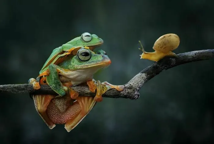 Este fotógrafo toma hermosas imágenes en primer plano de animales de sangre fría ocupándose de sus asuntos (30 fotos)