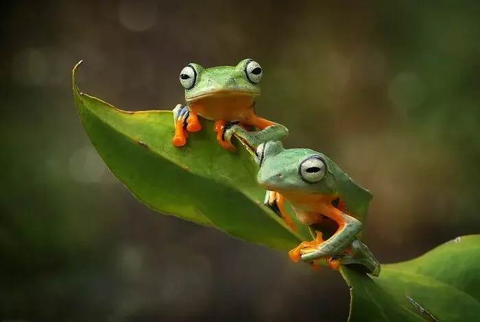 Este fotógrafo toma hermosas imágenes en primer plano de animales de sangre fría ocupándose de sus asuntos (30 fotos)