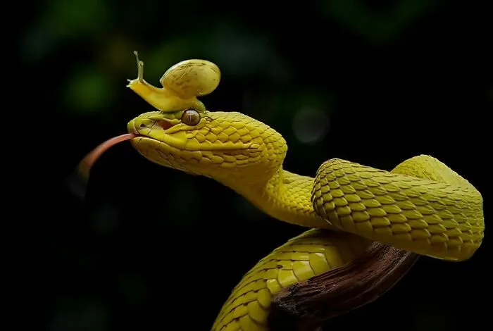 Este fotógrafo toma hermosas imágenes en primer plano de animales de sangre fría ocupándose de sus asuntos (30 fotos)