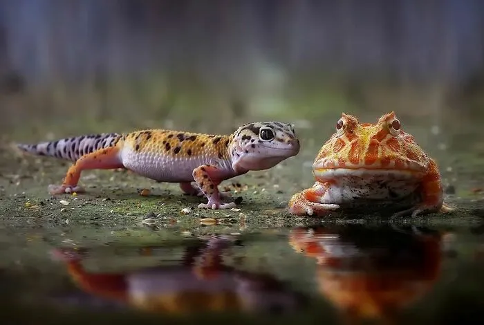 Este fotógrafo toma hermosas imágenes en primer plano de animales de sangre fría ocupándose de sus asuntos (30 fotos)