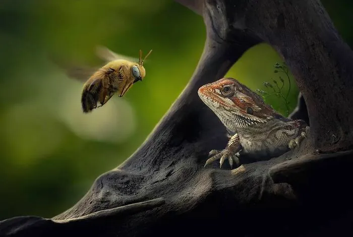 Este fotógrafo toma hermosas imágenes en primer plano de animales de sangre fría ocupándose de sus asuntos (30 fotos)