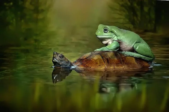 Este fotógrafo toma hermosas imágenes en primer plano de animales de sangre fría ocupándose de sus asuntos (30 fotos)