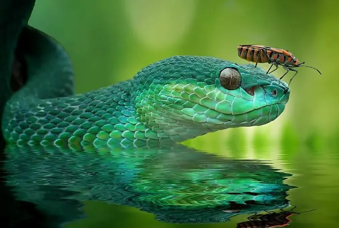Este fotógrafo toma hermosas imágenes en primer plano de animales de sangre fría ocupándose de sus asuntos (30 fotos)