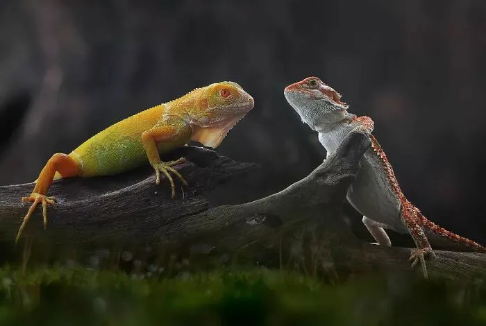 Este fotógrafo toma hermosas imágenes en primer plano de animales de sangre fría ocupándose de sus asuntos (30 fotos)