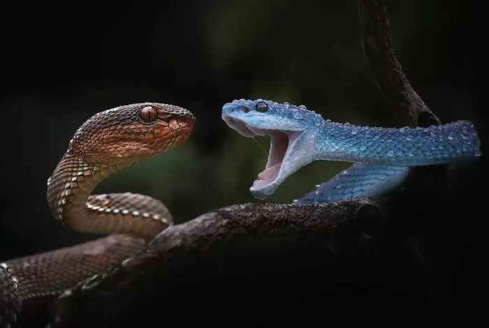 Este fotógrafo toma hermosas imágenes en primer plano de animales de sangre fría ocupándose de sus asuntos (30 fotos)