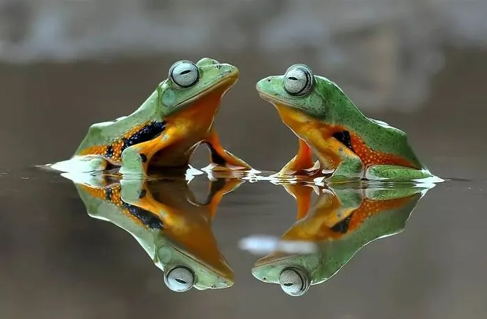 Este fotógrafo toma hermosas imágenes en primer plano de animales de sangre fría ocupándose de sus asuntos (30 fotos)