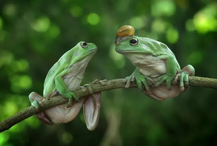 Este fotógrafo toma hermosas imágenes en primer plano de animales de sangre fría ocupándose de sus asuntos (30 fotos)