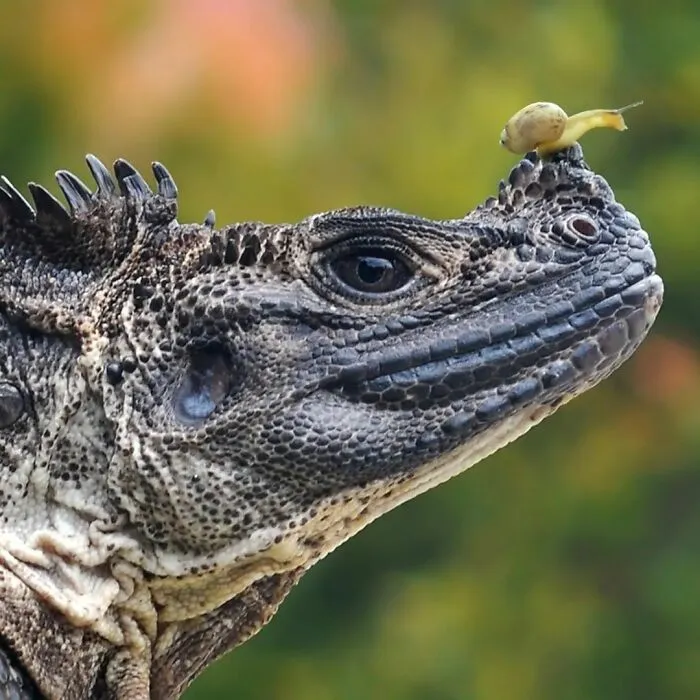 Este fotógrafo toma hermosas imágenes en primer plano de animales de sangre fría ocupándose de sus asuntos (30 fotos)