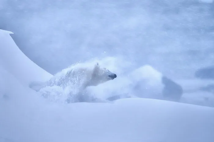 Category Mammals: Runner-Up, "Shaking Off The Cold" By Jeffrey Kauffman, USA