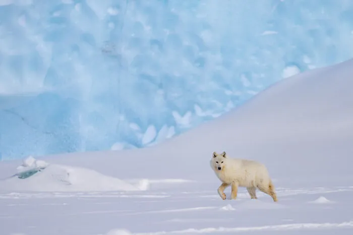 Category Mammals: Highly Commended, "Wolf And Iceberg" By Christophe Vasselin, Luxembourg