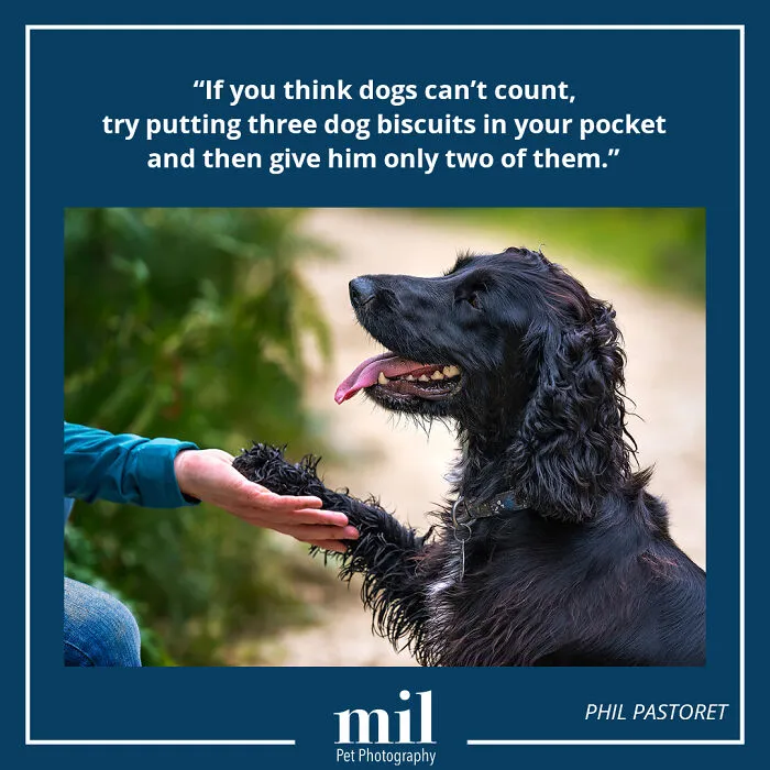 Phil Pastoret - "If You Think Dog's Can Count, Try Putting Three Dog Biscuits In Your Pocket And Then Give Him Only Two Of Them"